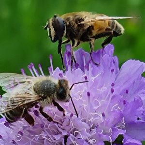 Meditacija: Dotik Enosti in Sprejemanje Sakrala