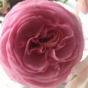 Meditacija: Sproščanje, Notranji Mir