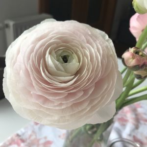 Meditacija: Sproščanje in Očiščenje