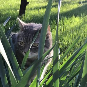 Meditacija: Sproščanje in Varnost