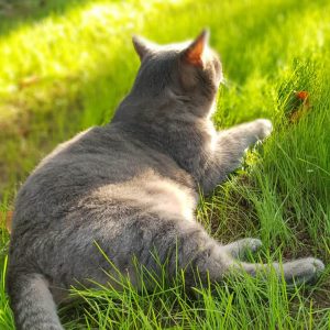 Meditacija: Lajšanje Bolečin in Bolezni