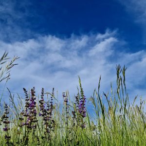 Meditacija: Izcelitev Družinske Platforme z Jedrno Zvezdo