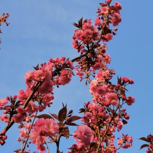 Meditacija: Dojke in Ženskost