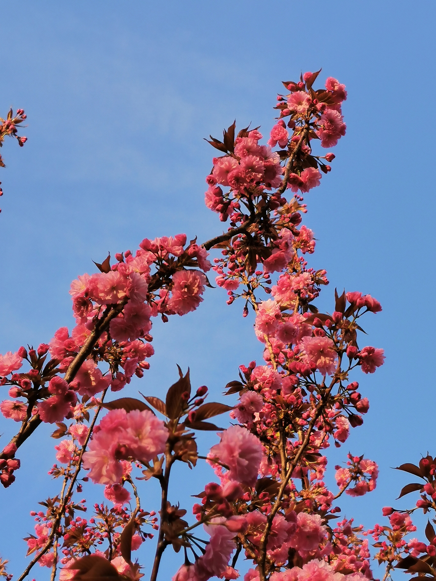 Meditacija: Dojke in Ženskost
