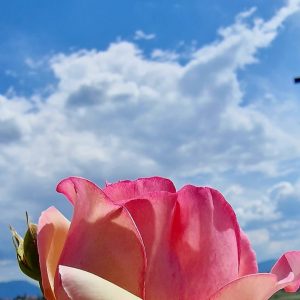 Meditacija: Kri, Kostni Mozeg (Delo s Ketrom)