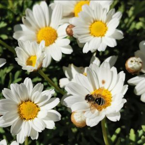 Meditacija: Odpiranje Seksualne Energije