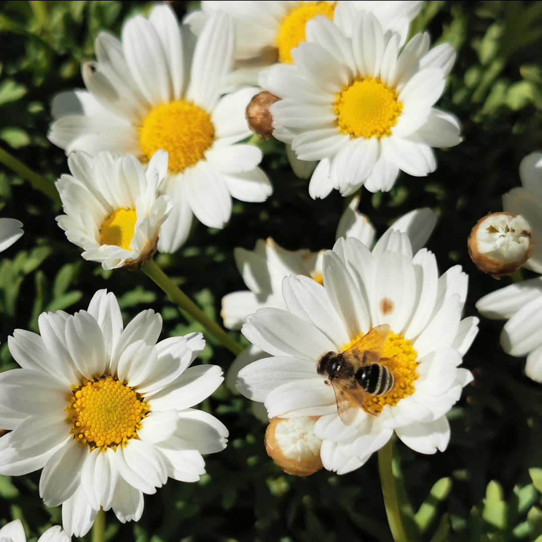 Meditacija: Odpiranje Seksualne Energije