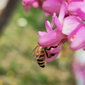 Meditacija: Ženska Seksualnost