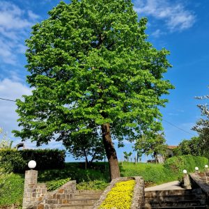 Meditacija: Lažni Jaz in Zavest